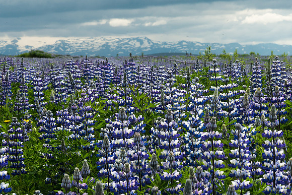 Lupine Field