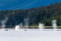 Humback Whales