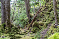 Temperate Rain Forest, West Brother Island