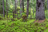 Bushwhack in Iyoukeen Cove