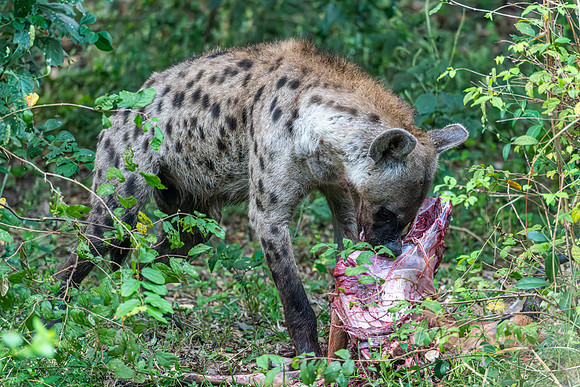 Hyena, Nyerere NP